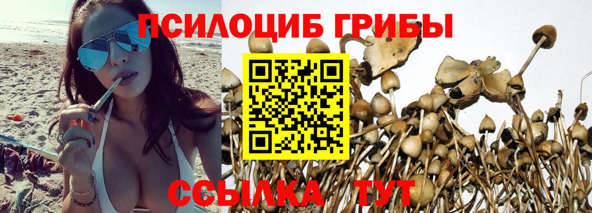 Галлюциногенные грибы Cubensis  Вход с VPN  Сунжа 